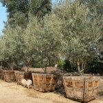 Swan Hill Fruitless Olive Trees For Sale 10 ft