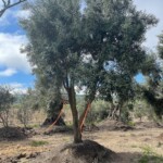 Swan Hill Olive Trees 18ft