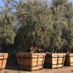 Swan Hill Olive Trees for sale in pots